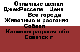 Отличные щенки ДжекРассела › Цена ­ 50 000 - Все города Животные и растения » Собаки   . Калининградская обл.,Советск г.